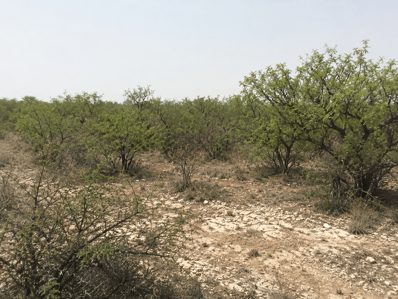 South Texas brush country near Laredo, mesquite and thornscrub, not forest.