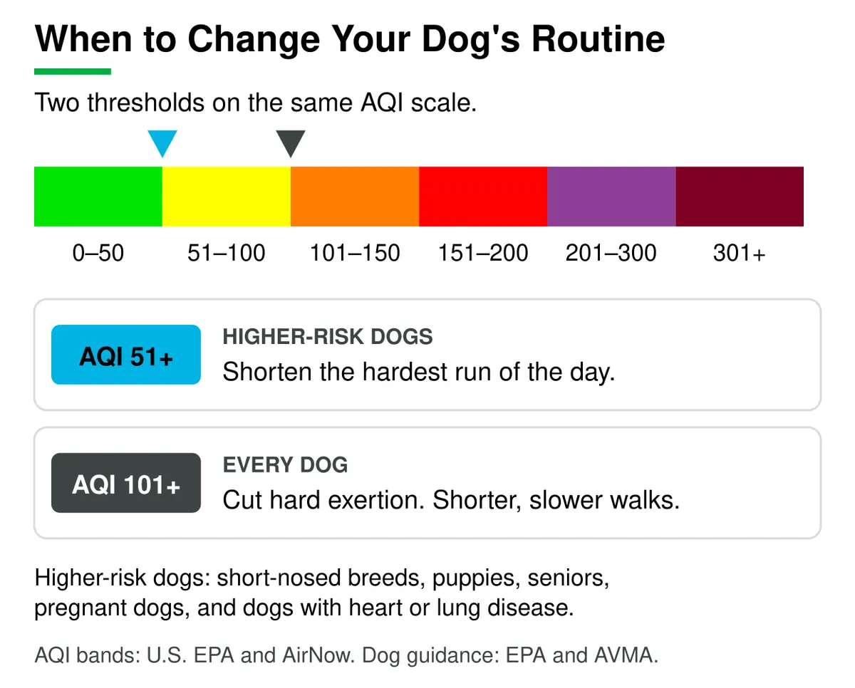 Two AQI thresholds for dogs on the EPA AQI scale. At AQI 51 and above, higher-risk dogs should shorten the hardest run of the day. At AQI 101 and above, every dog should cut hard exertion and take shorter, slower walks. Higher-risk dogs are short-nosed breeds, puppies, seniors, pregnant dogs, and dogs with heart or lung disease.