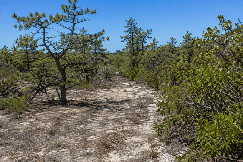 Pitch pine and scrub oak barrens landscape on Long Island under clear sky.
